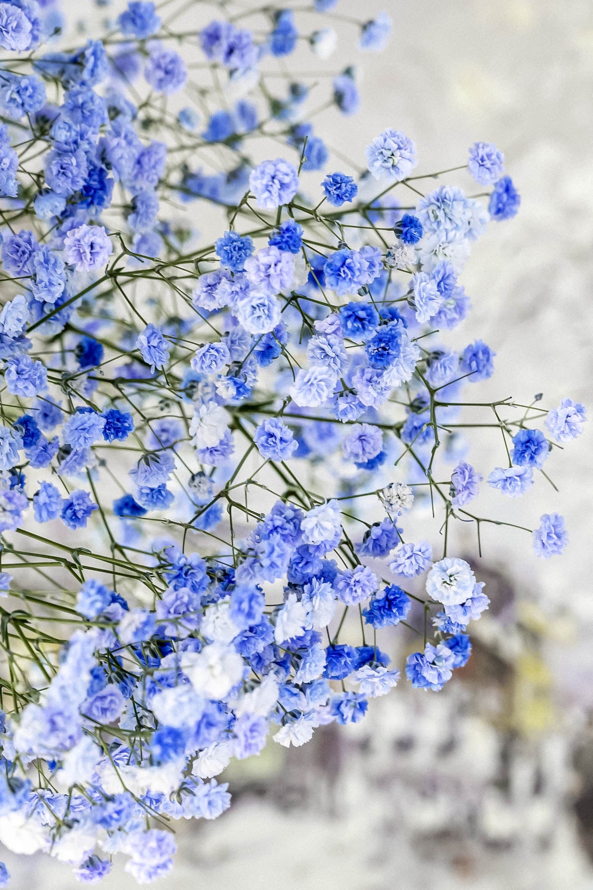 海风花束