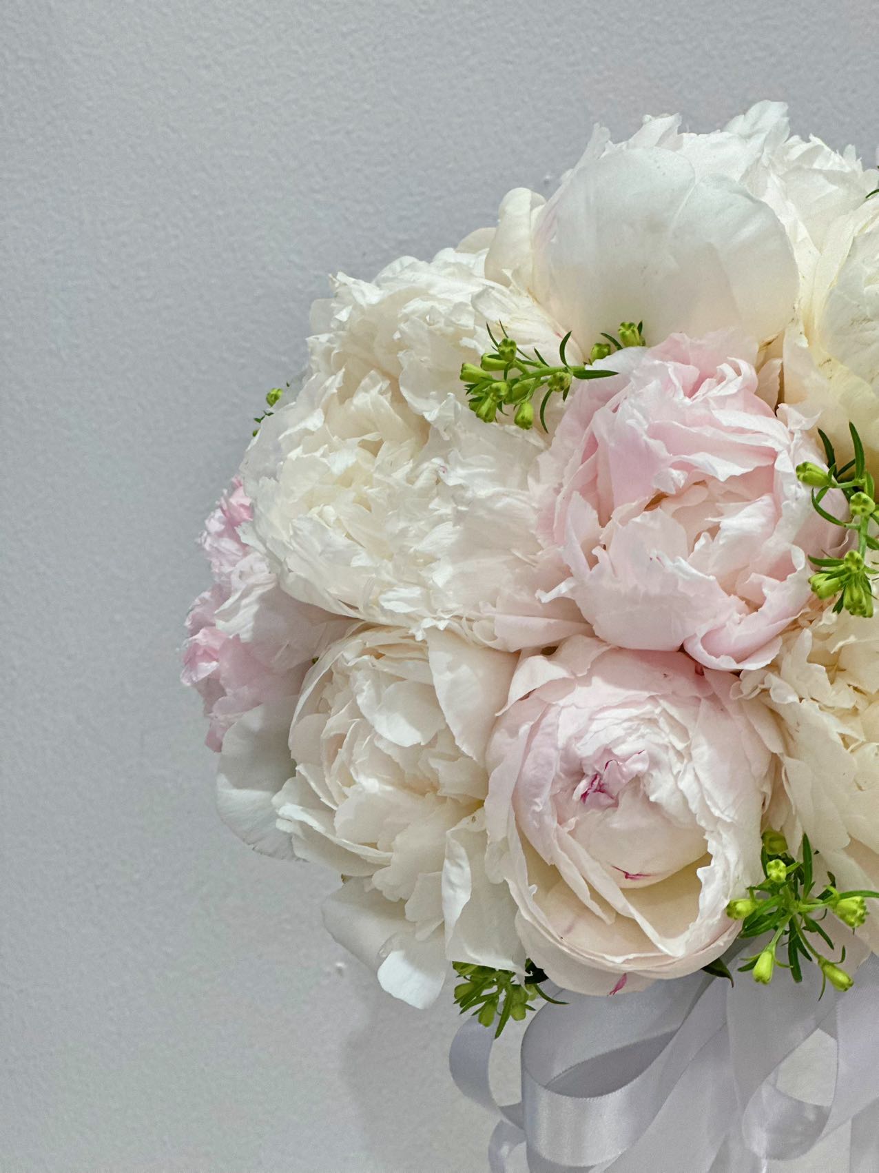 Peony Grace