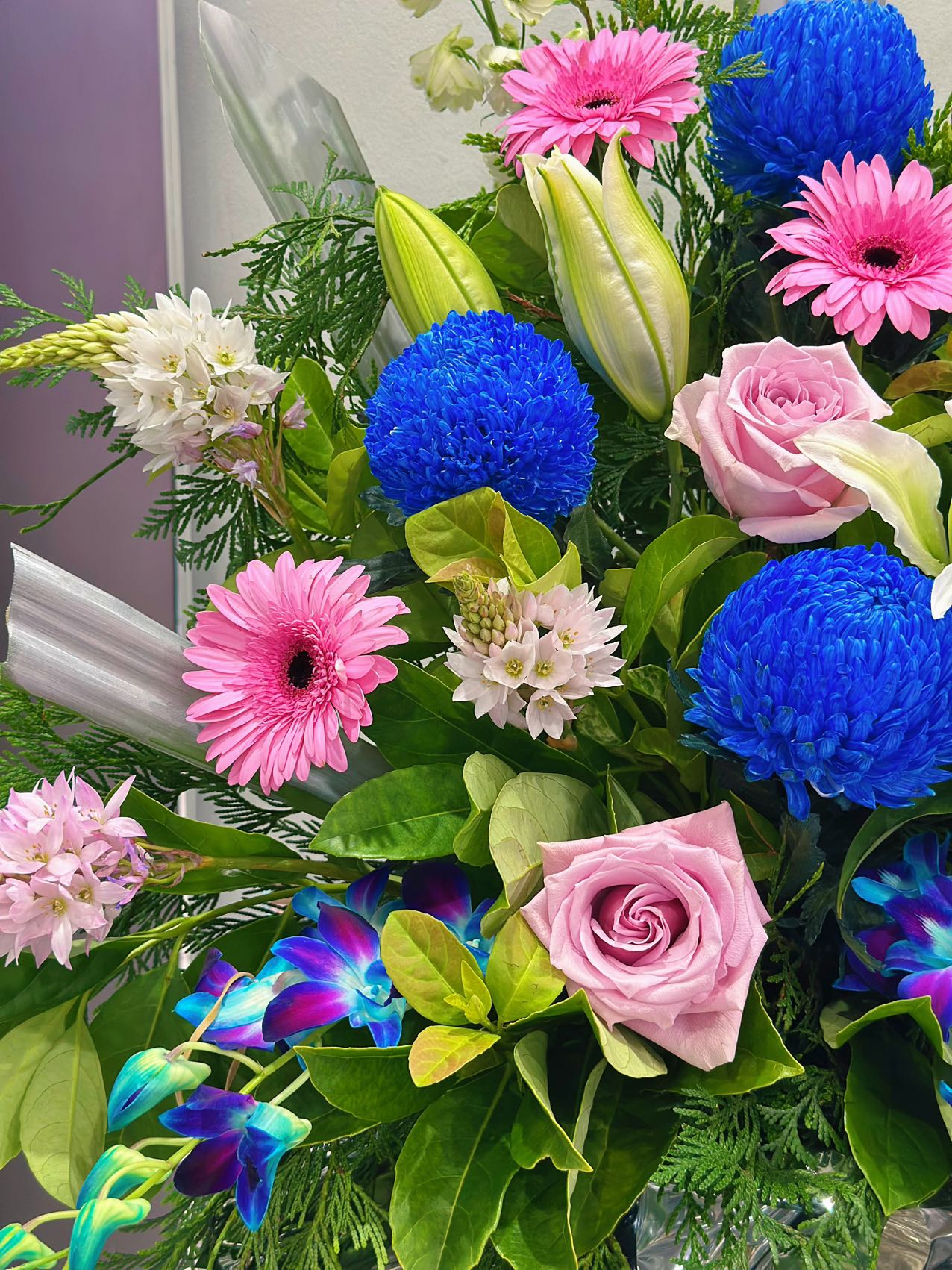 Blue Radiance Grand Opening Flower