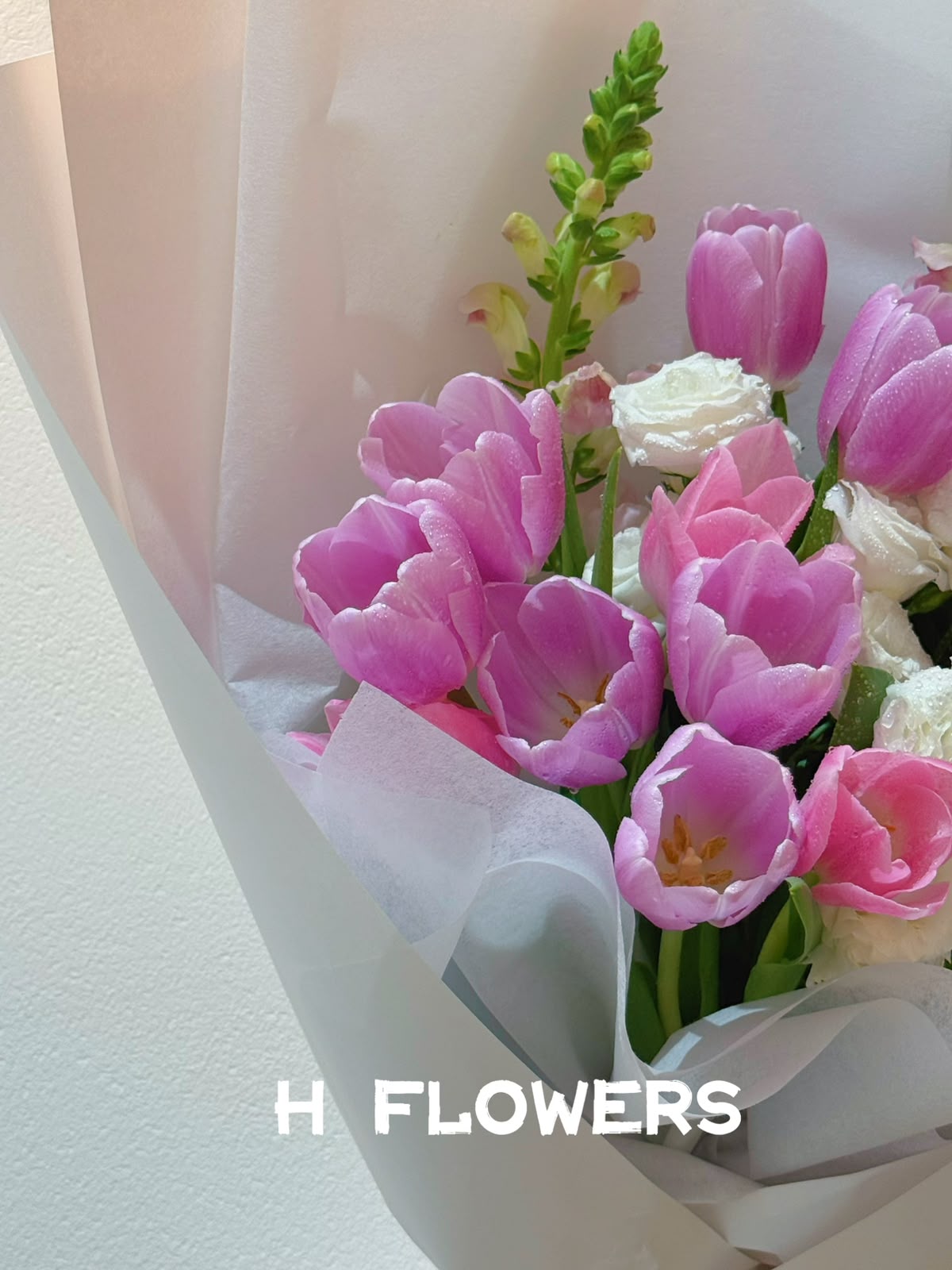Pink Tulip Whispers