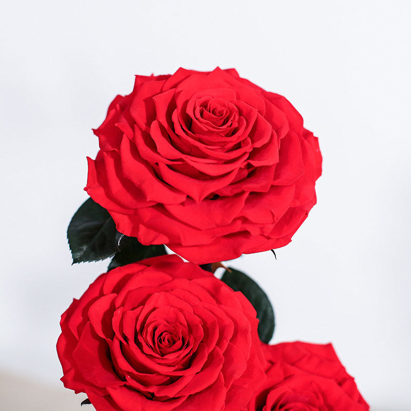 The Everlasting Triple Rose -Red